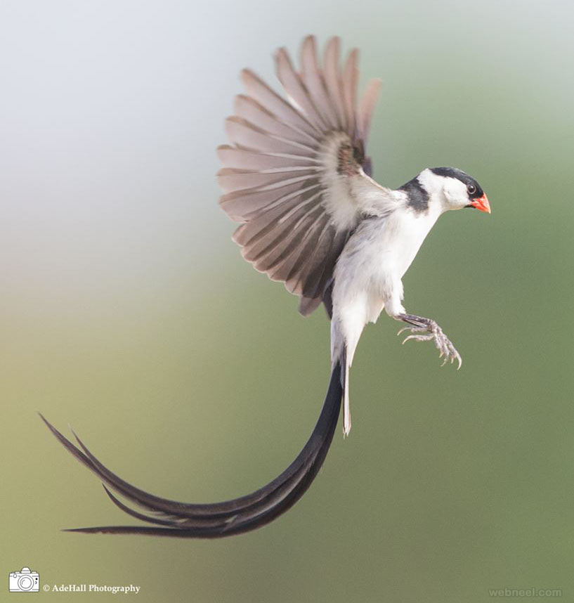 bird photography beautiful photo adehall