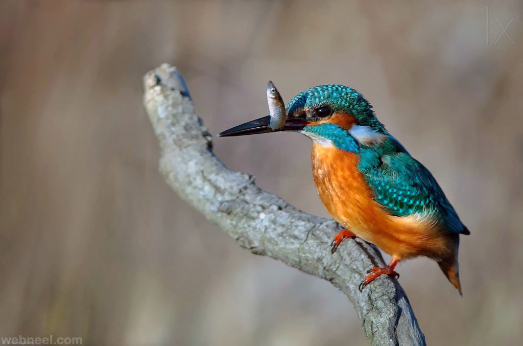 bird photography