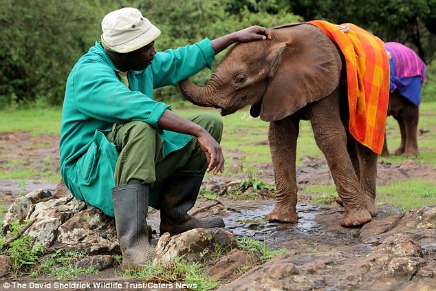 Hey buddy: Photographer Antony Kimani explained that the blankets were like a lifeline for the young elephants as without their mothers to cuddle up to they relied on the blankets for warmth and comfort