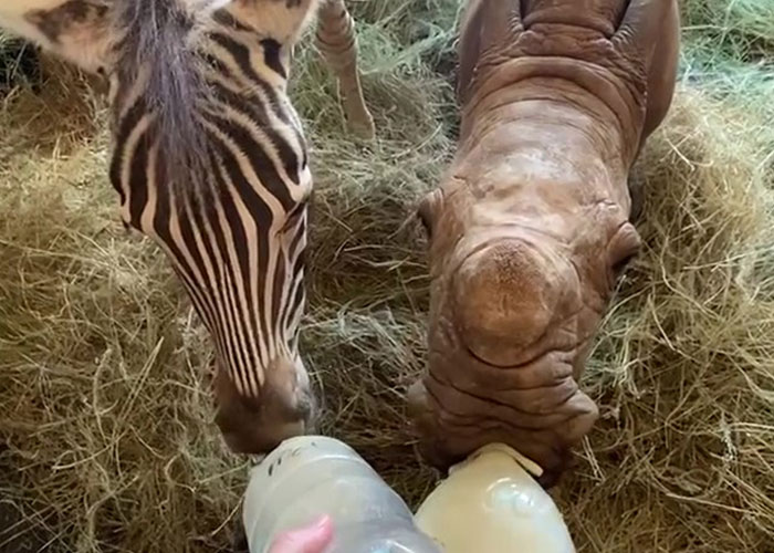 Orphan Rhino Sanctuary Finds An Abandoned Zebra And Takes It Under Their Care, Gifting A Best Friend To One Of The Rhinos There