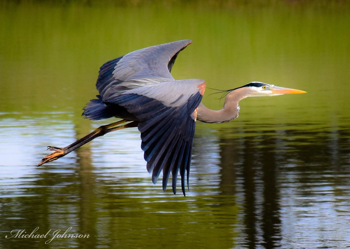 bird photography