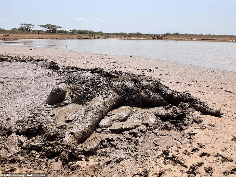 Pictured: A distressed and exhausted elephant fights for her life after becoming stuck in a muddy dam in Isiolo County, Kenya