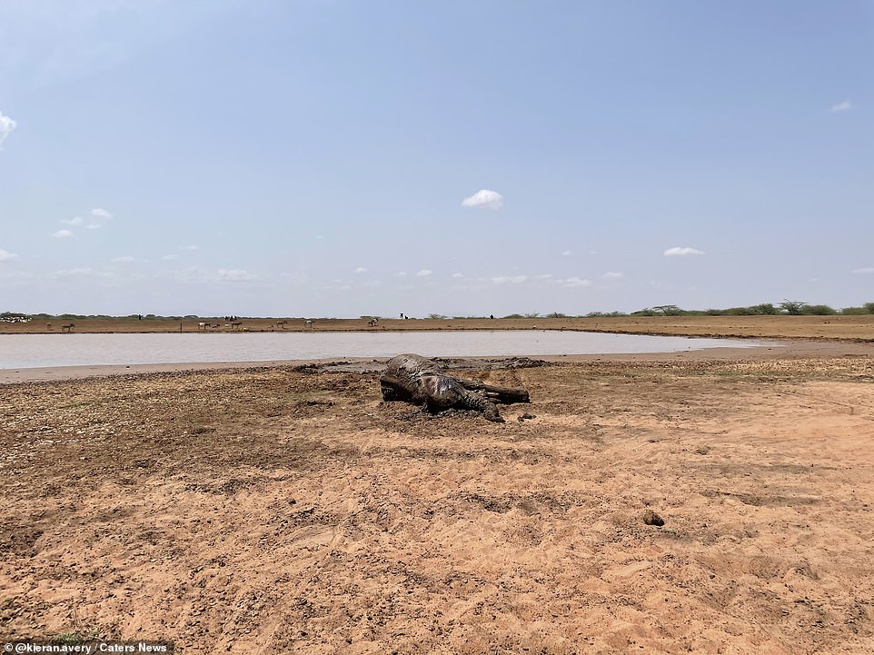 Pictured: The elephant rests on the ground after being pulled from the muddy pool by the team of rescuers in Kenya