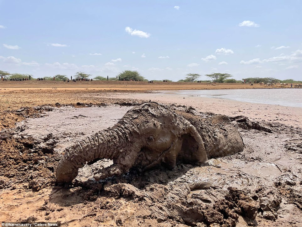 A picture showing the exhausted elephant as it struggles to free itself from the muddy prison. In the background, a crowd of people can be seen watching on as the team of rescuers work to free the animal