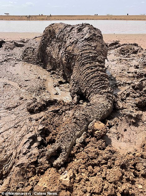 Pictured: The elephant stuck in the mud