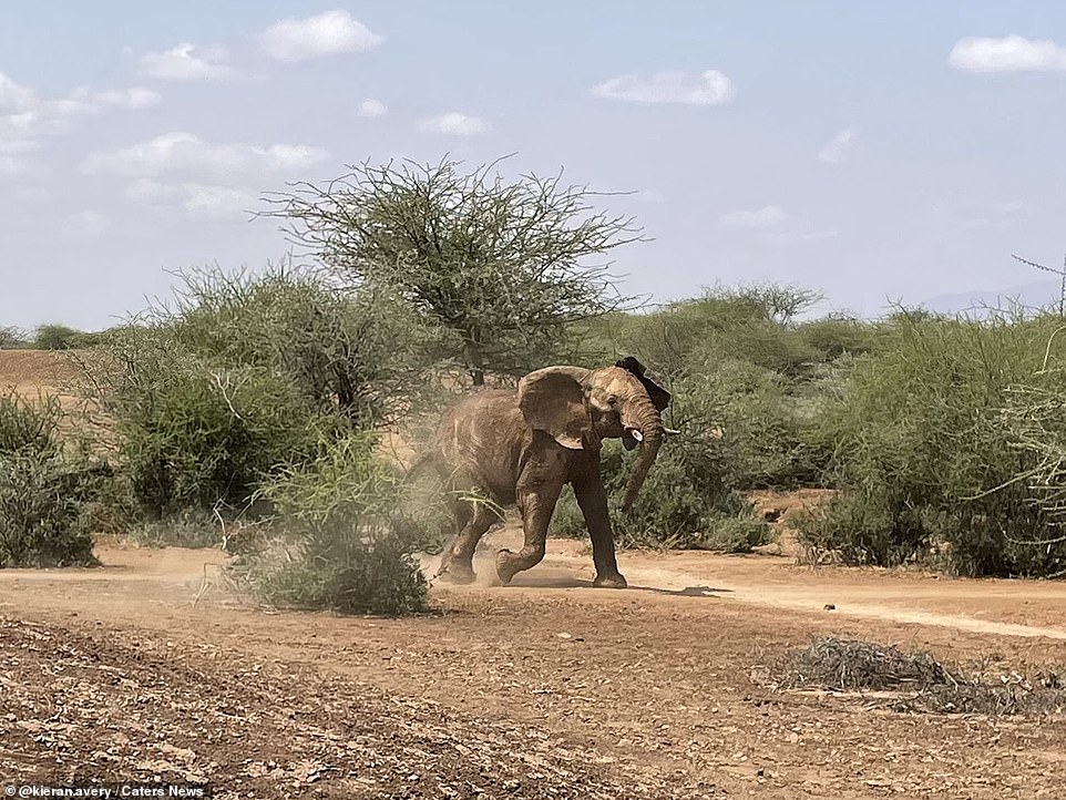 Pictured: The rescued elephant runs away to find her her after she was freed from the mud in a dam in Kenya in June