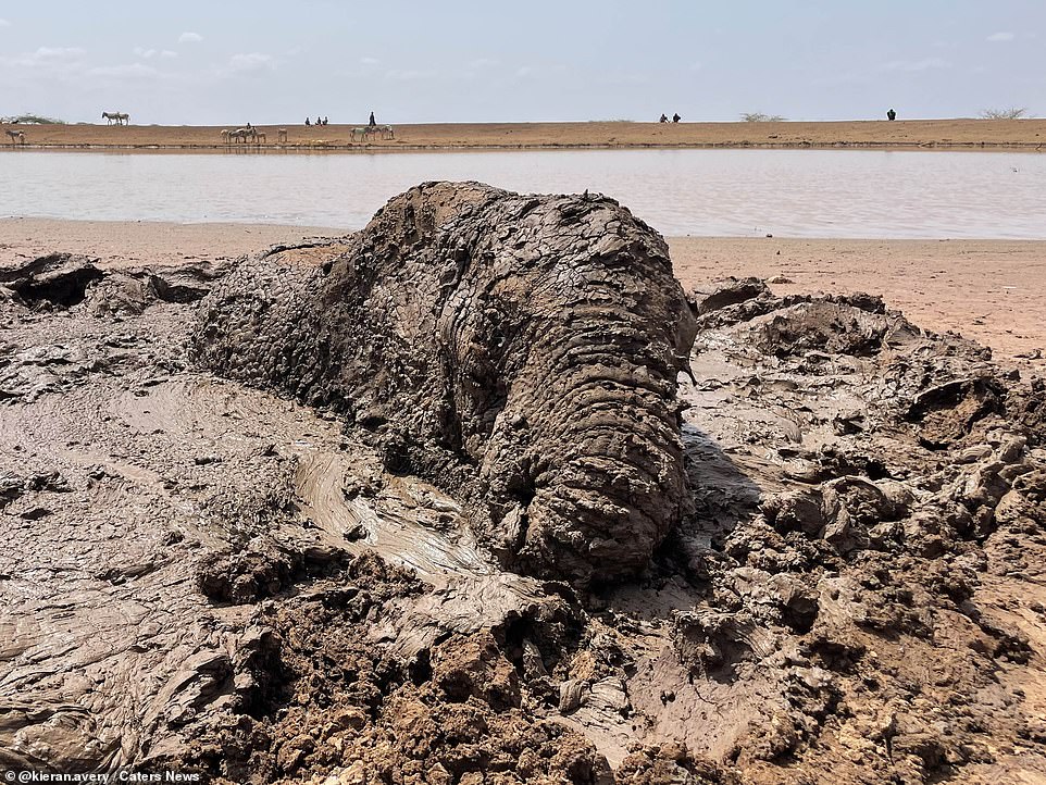 The elephant (pictured) made a lucky escape when a team of conservationists were able to free her from the predicament