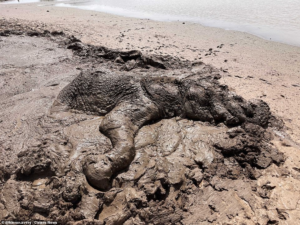 Dr Avery said that the elephant (pictured) had become stuck on her own, and that her herd had moved away from the dam, leaving her behind in the mud