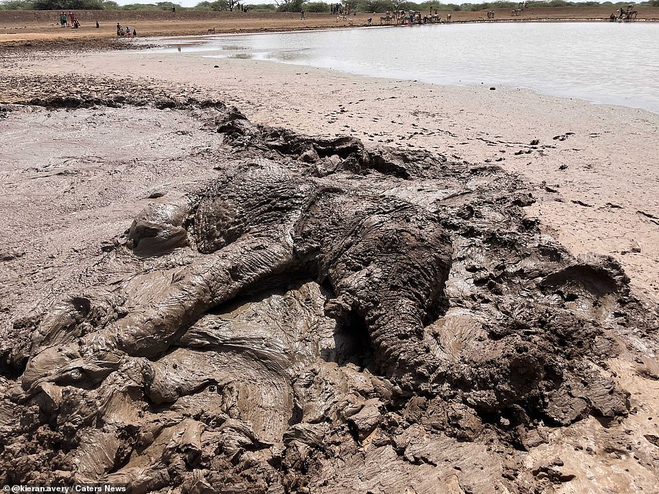 Pictured: The elephant, now half-way out of the muddy pool, lies on the side as rescuers work to free her