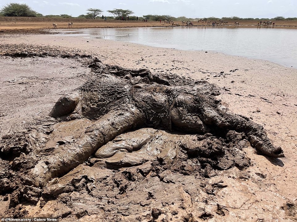 A tractor was used to pull the elephant out of the pool. The rescuers had applied straps 'around her bum, below her tail', before the vehicle applied careful tension to ease her out of the mud