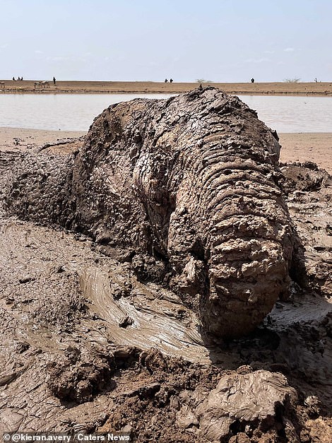 Pictured: The elephant stuck in the mud