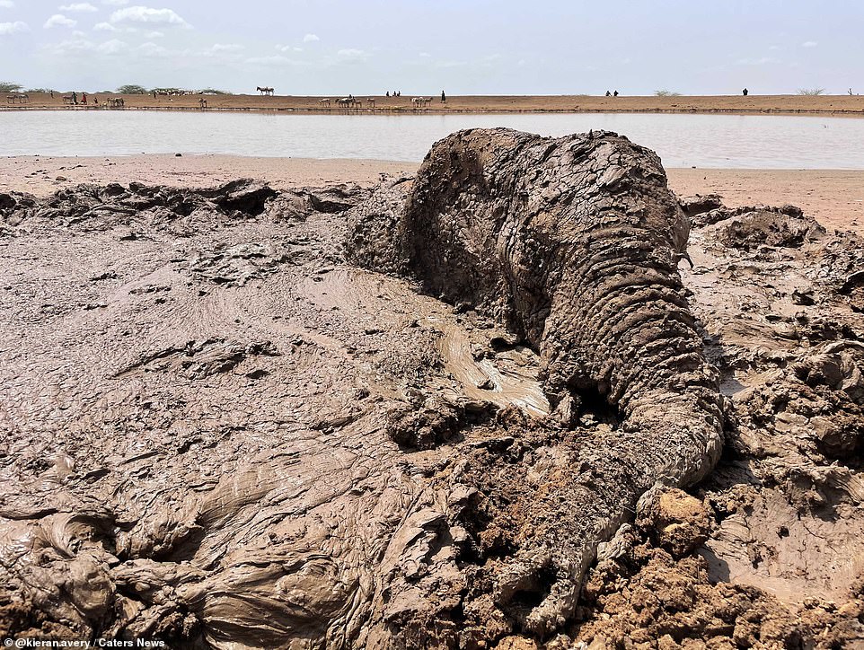 The elephant (pictured) was almost completely submerged in the mud, with just her head managing to stay in the open