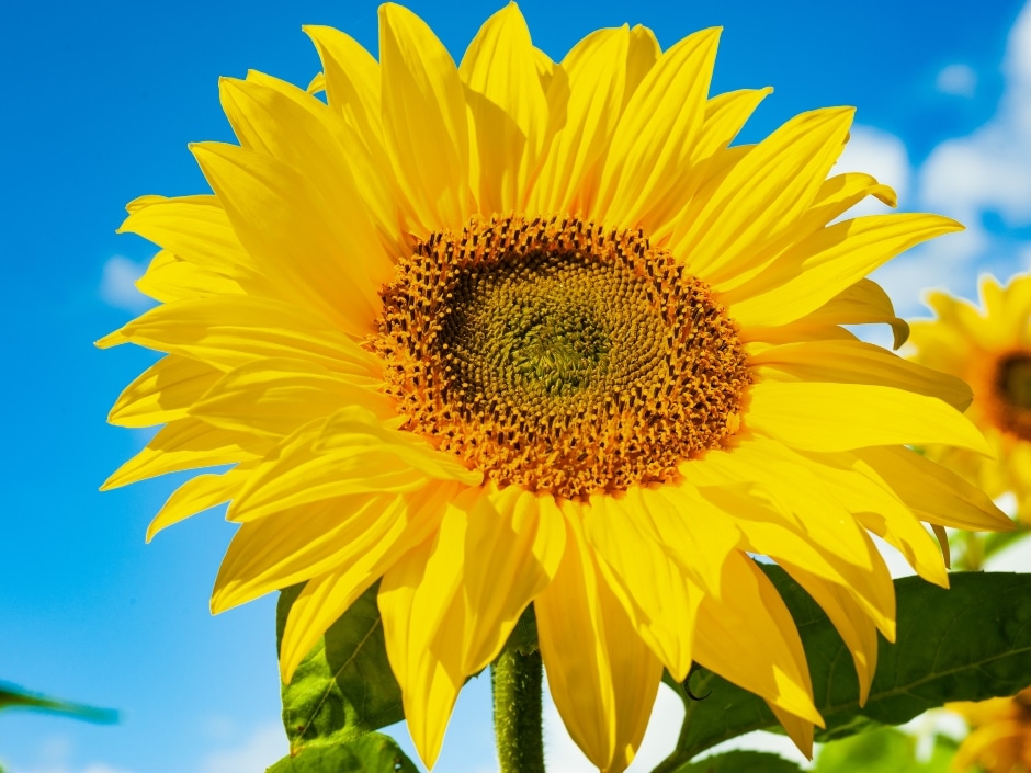 Sensational sunflowers... - Stodels