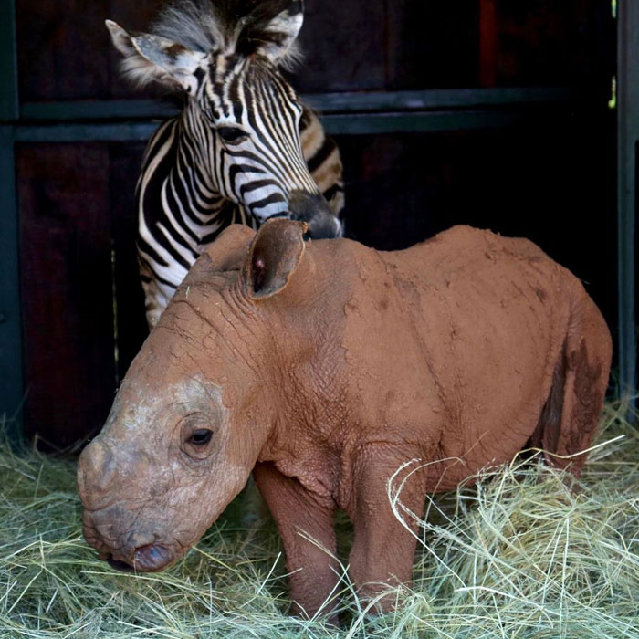 Orphan Rhino Sanctuary Finds An Abandoned Zebra And Takes It Under Their Care, Gifting A Best Friend To One Of The Rhinos There