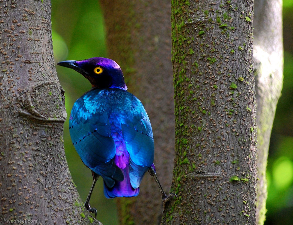 bird photography