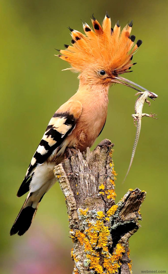 bird photography