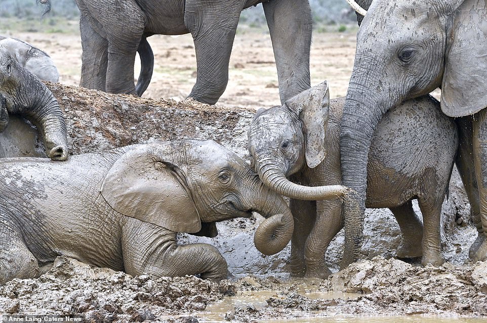 Sharing the fun! Annie said it was nice to see the elephants playing and having a good time as she took photos and videos of them