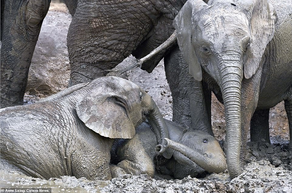 Time for a snooze! This elephant decided to have a dunk in the mud and lie down next to their friends