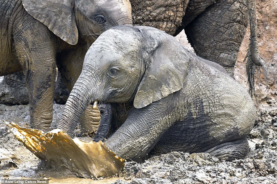 Making a splash! This baby elephant dunks their feet into the mud, making the water surge into the air