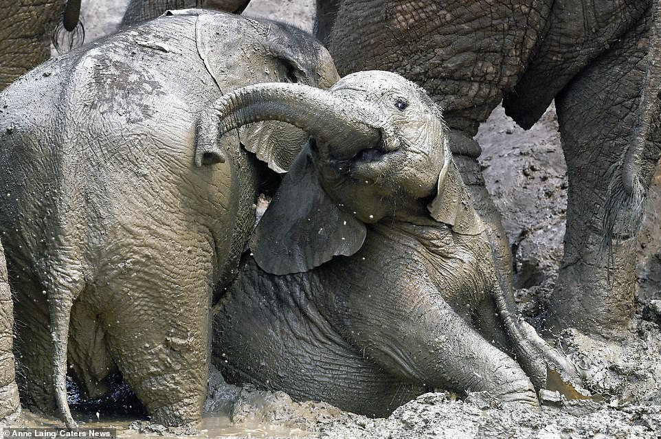 Trunks up! Another elephant lifted their trunk as they enjoyed the muddy water in snaps taken by photographer Annie Laing, 64