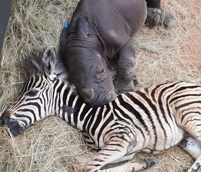 Orphan Rhino Sanctuary Finds An Abandoned Zebra And Takes It Under Their Care, Gifting A Best Friend To One Of The Rhinos There