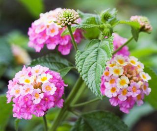 Pink lantana flowers