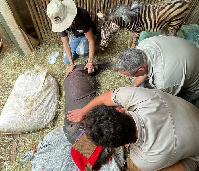 Orphan Rhino Sanctuary Finds An Abandoned Zebra And Takes It Under Their Care, Gifting A Best Friend To One Of The Rhinos There