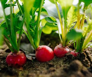 Radishes peeping up through soil in vegetable plot