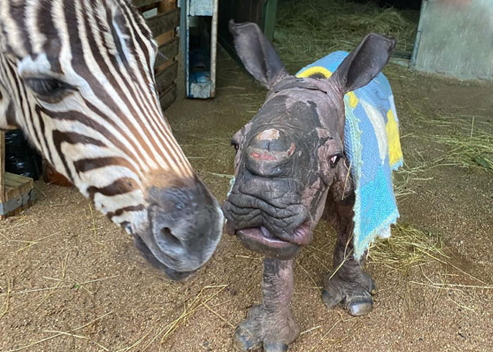 Orphan Rhino Sanctuary Finds An Abandoned Zebra And Takes It Under Their Care, Gifting A Best Friend To One Of The Rhinos There