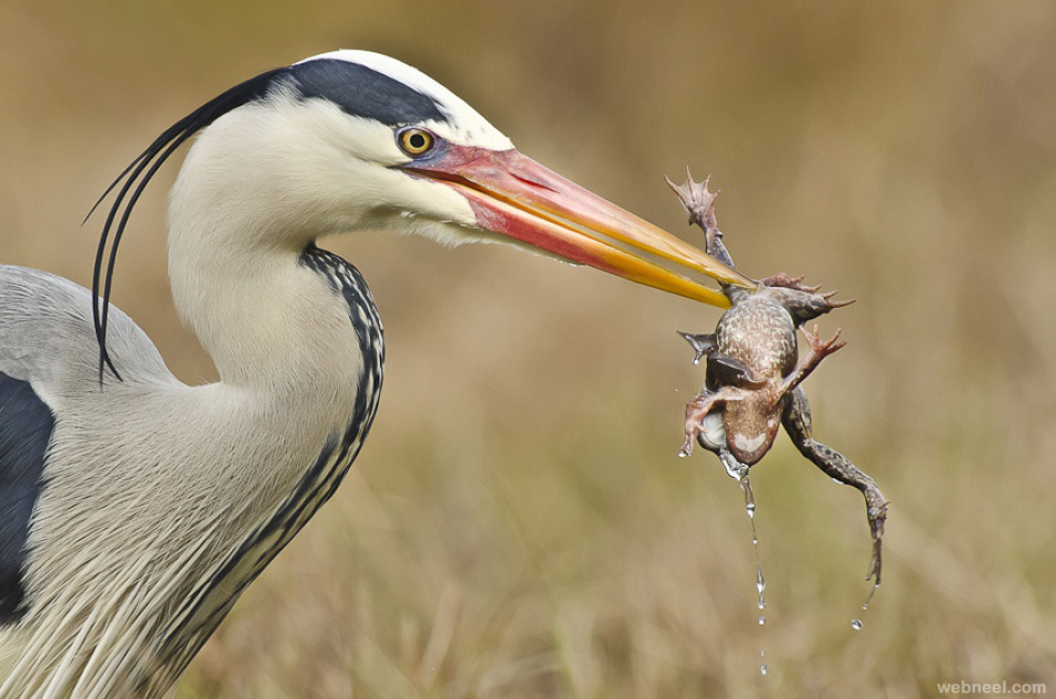 bird photography