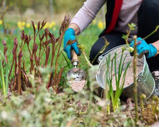 Woman fertilizing peonies in the spring