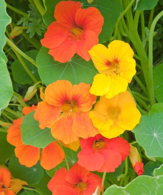 Nasturtium flowers in red, orange, and yellow