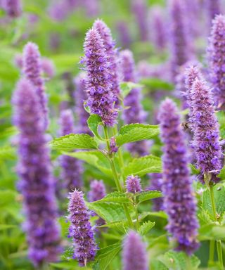 Agastache foeniculum or anise hyssop