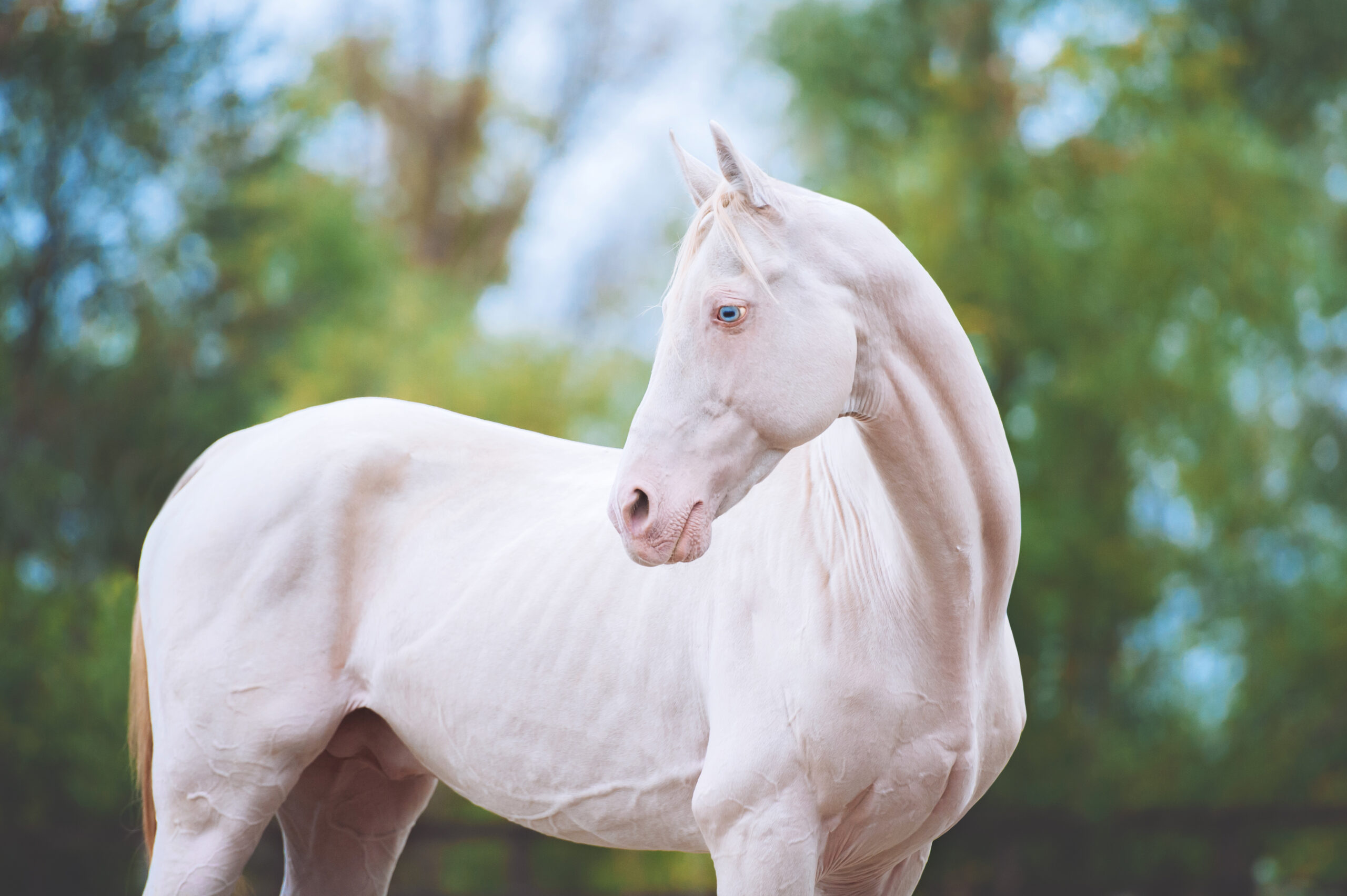 Akhal Teke: siede view, white horse with blue eyes 