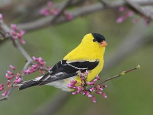 American goldfinch