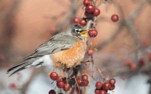 American robin