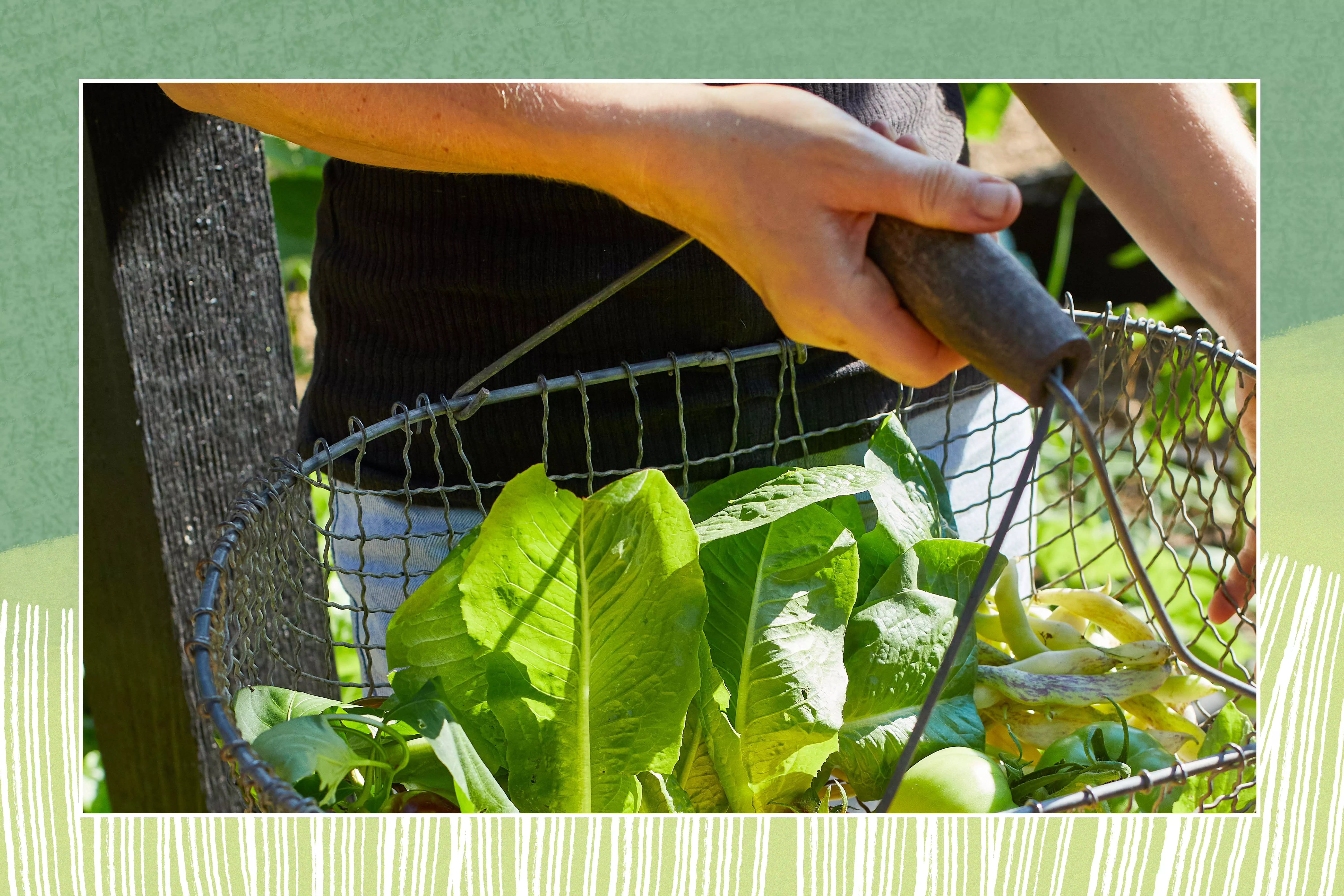 person holding basket of home grown vegetables