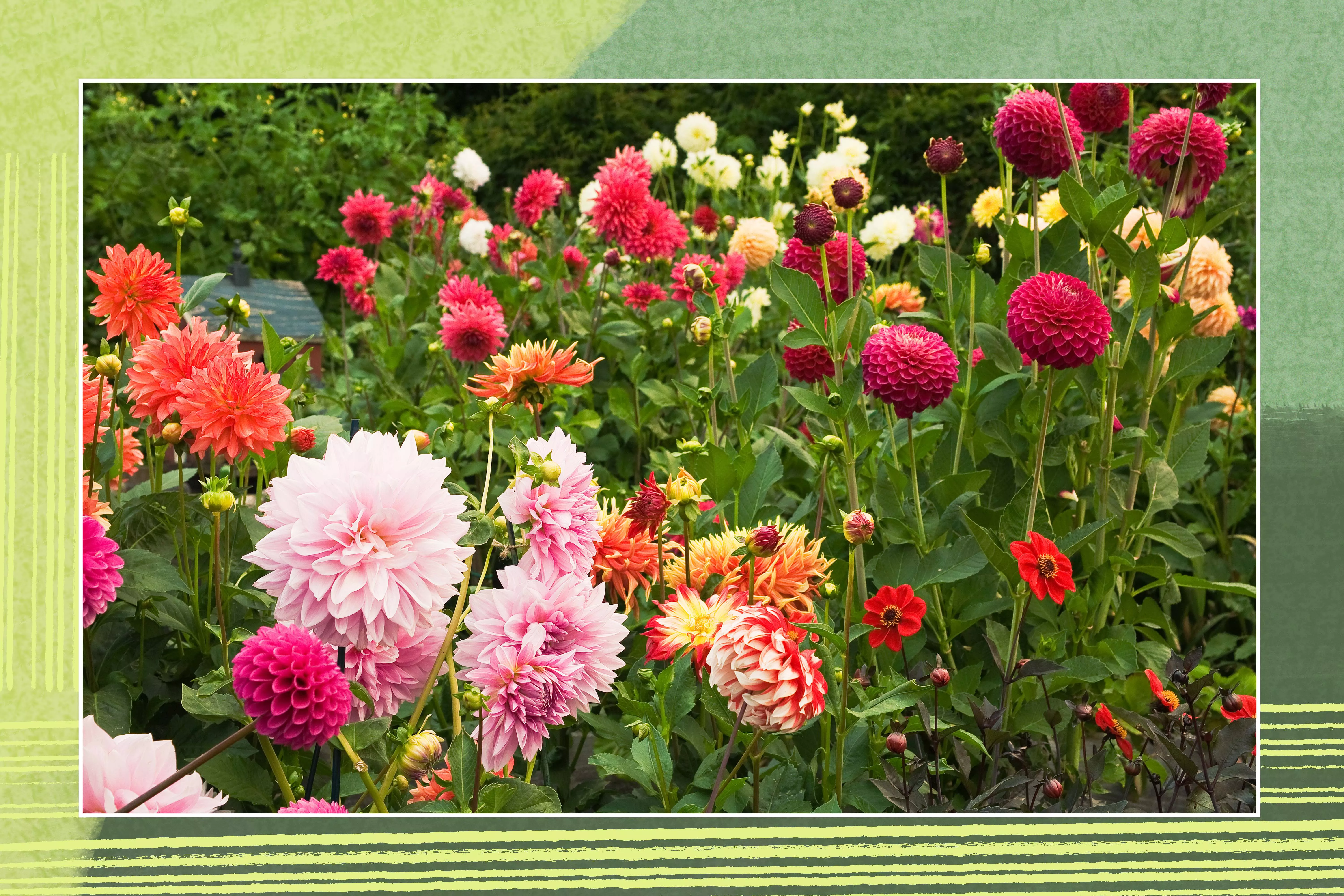 colorful dahlia flowers