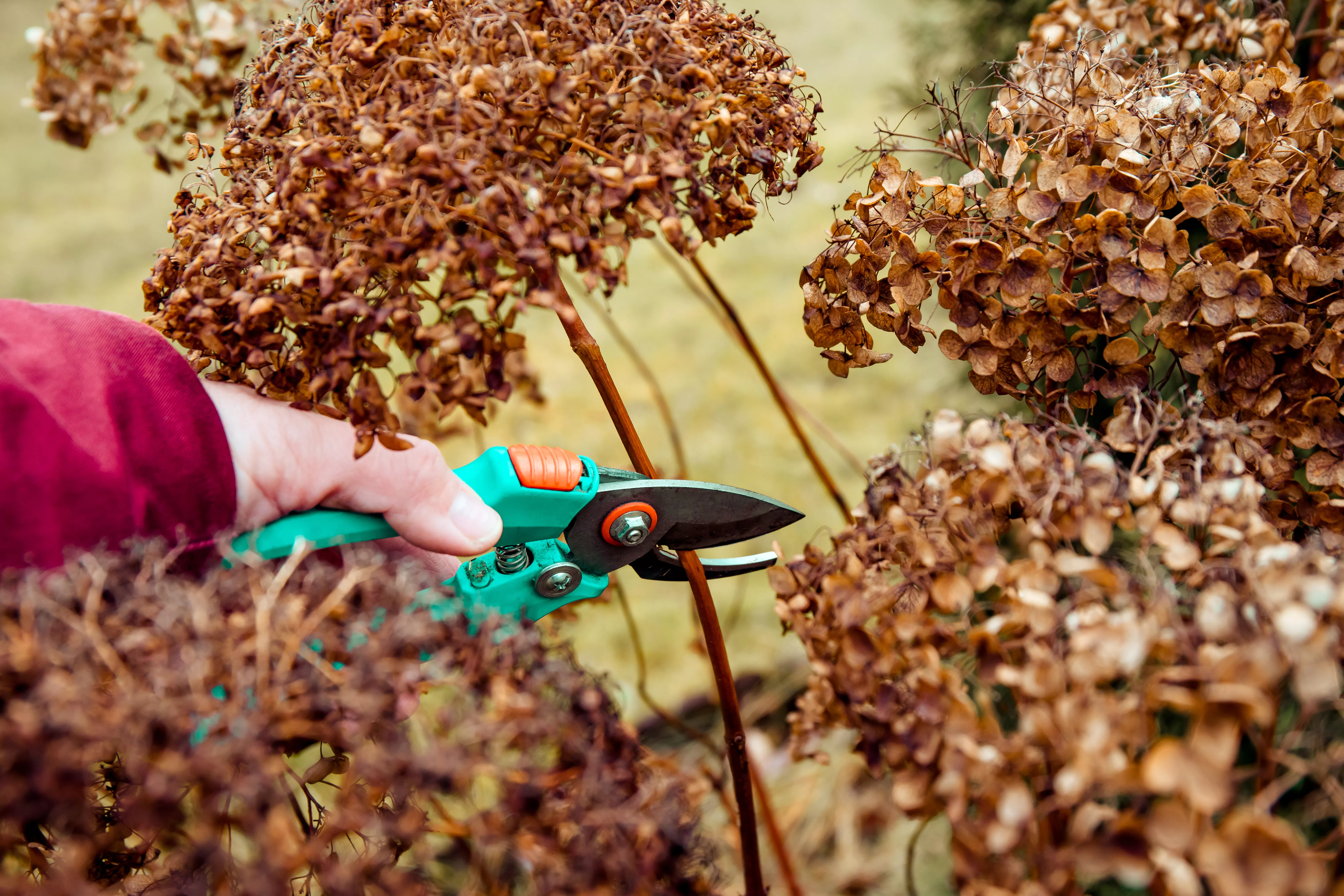 person cutting dead flowers in dormant hydrangea plant