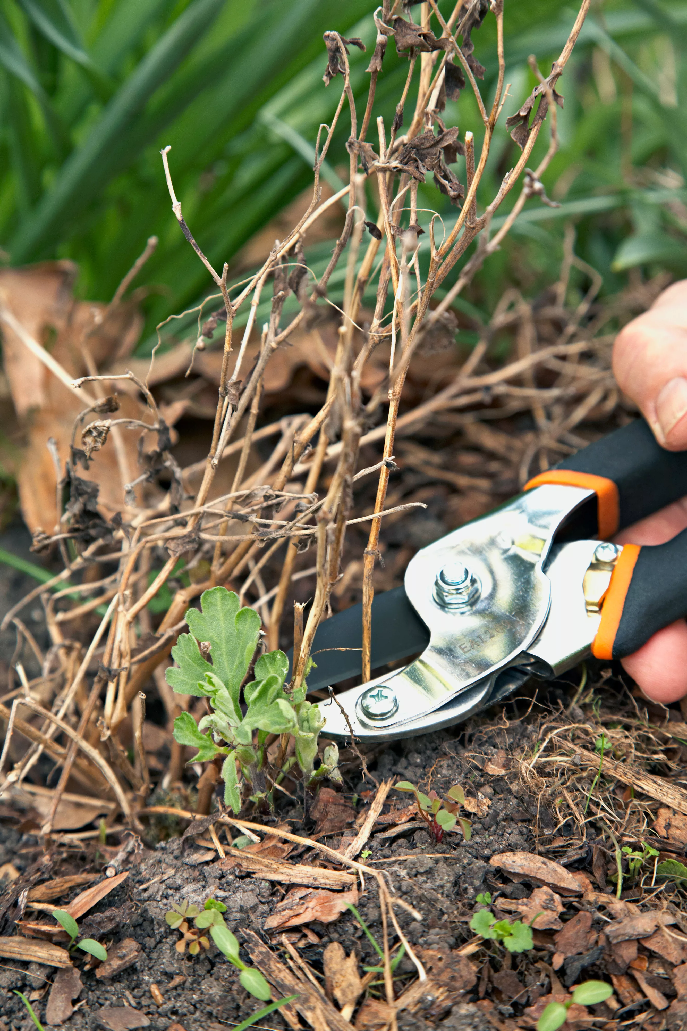 cutting back mums with shears 