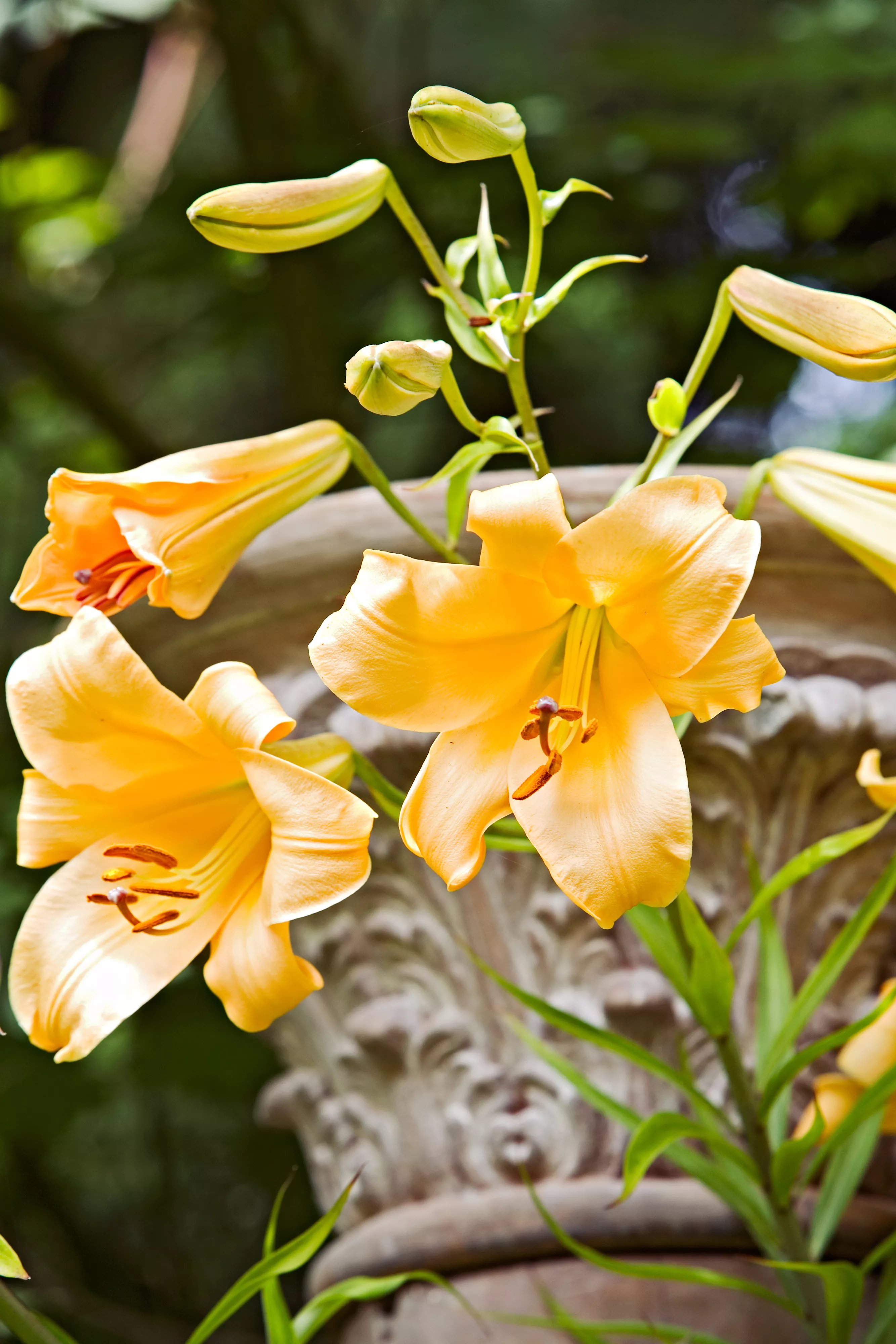 Golden Spectator Chinese trumpet lily