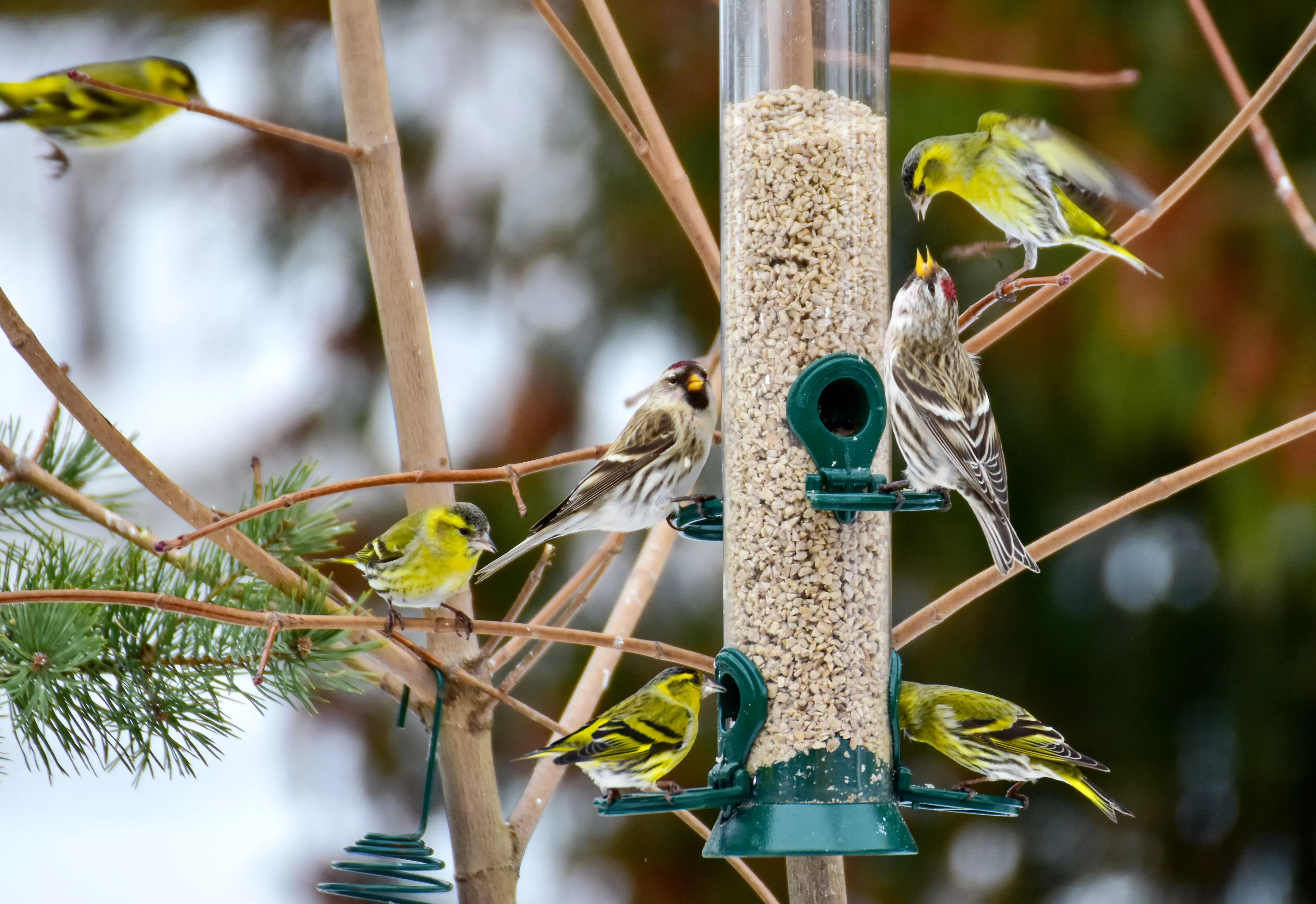 Green siskin and common redpoll on bird feeder with sunflower seed