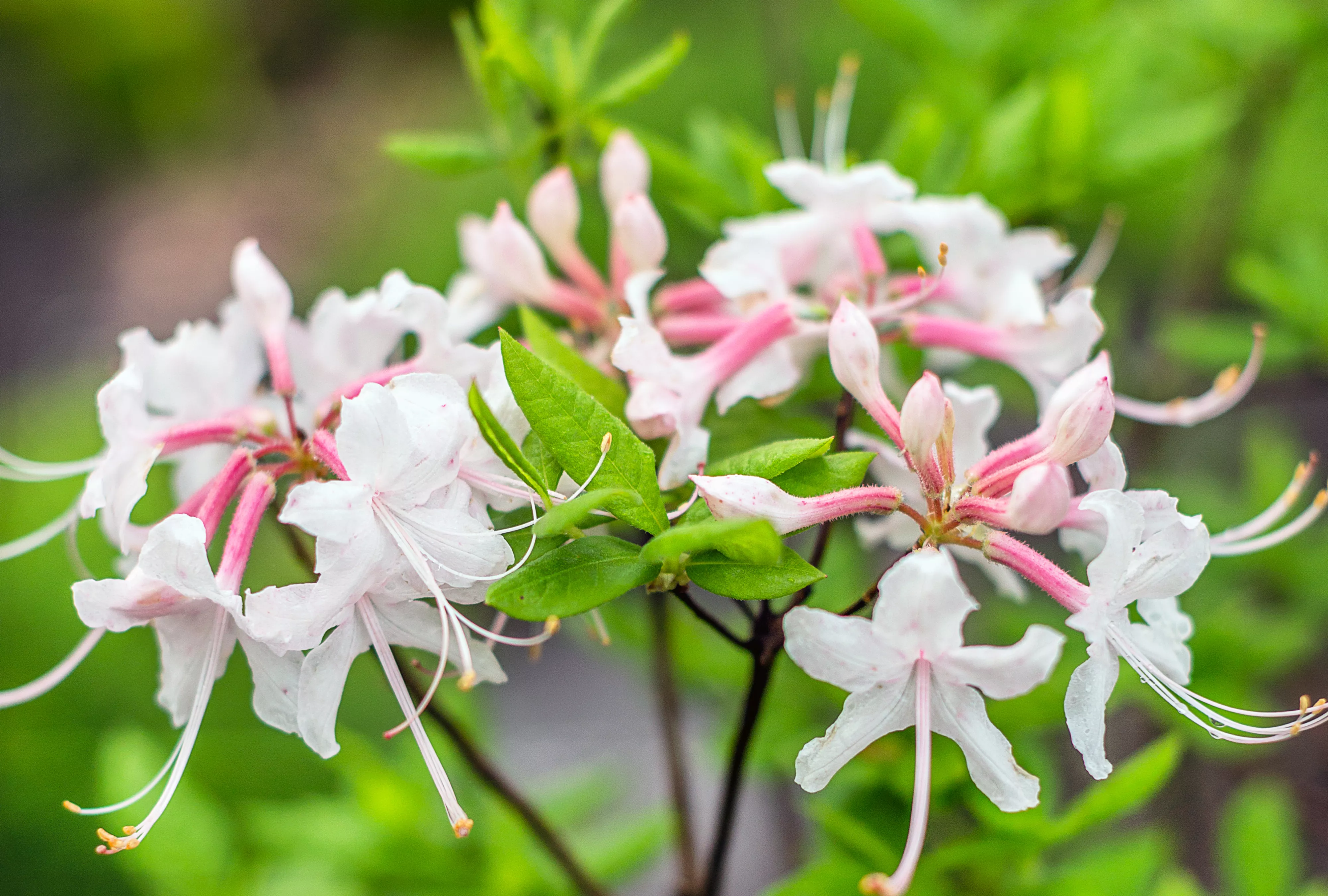 white native azaleas