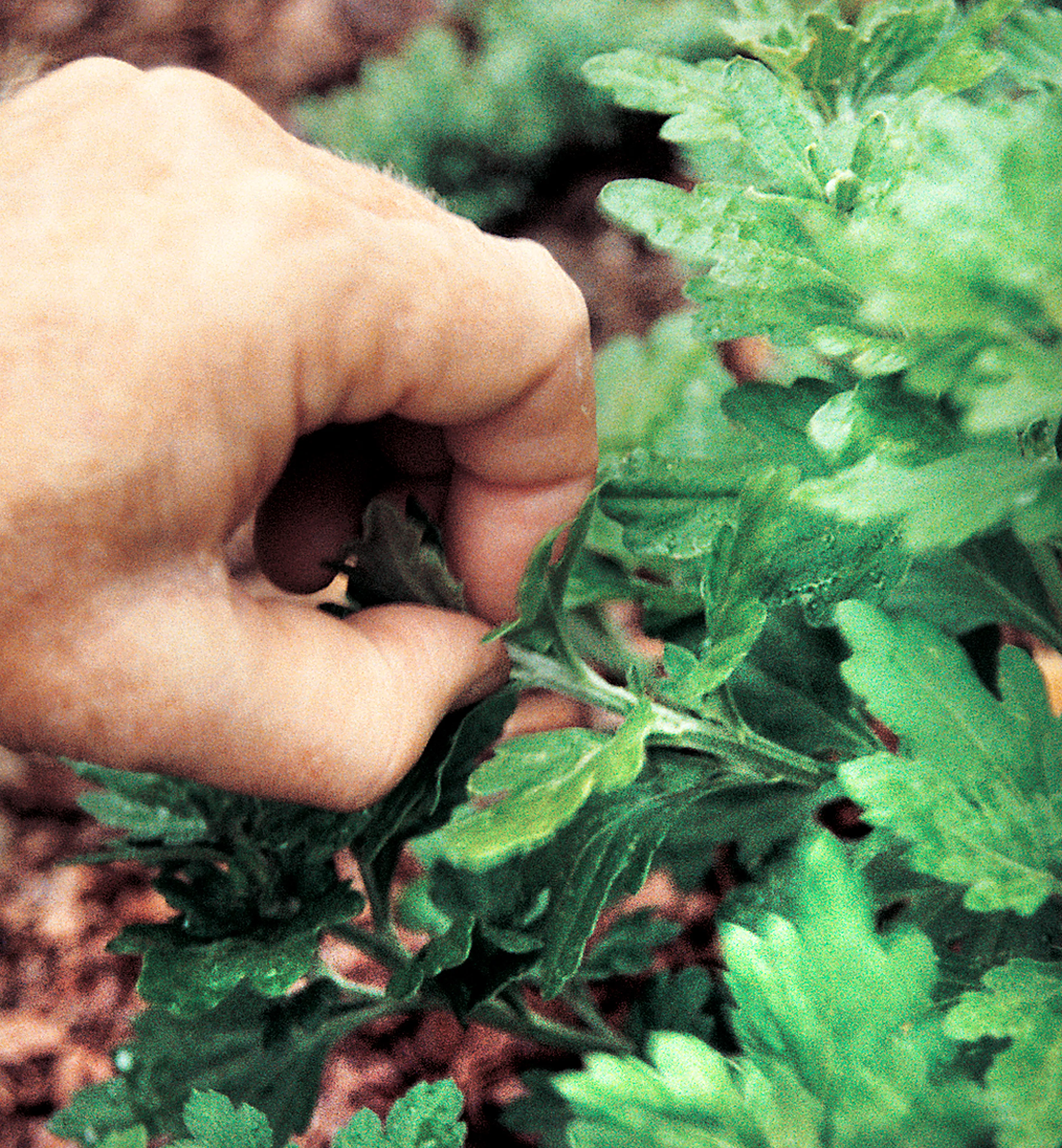 pinching mum leaves