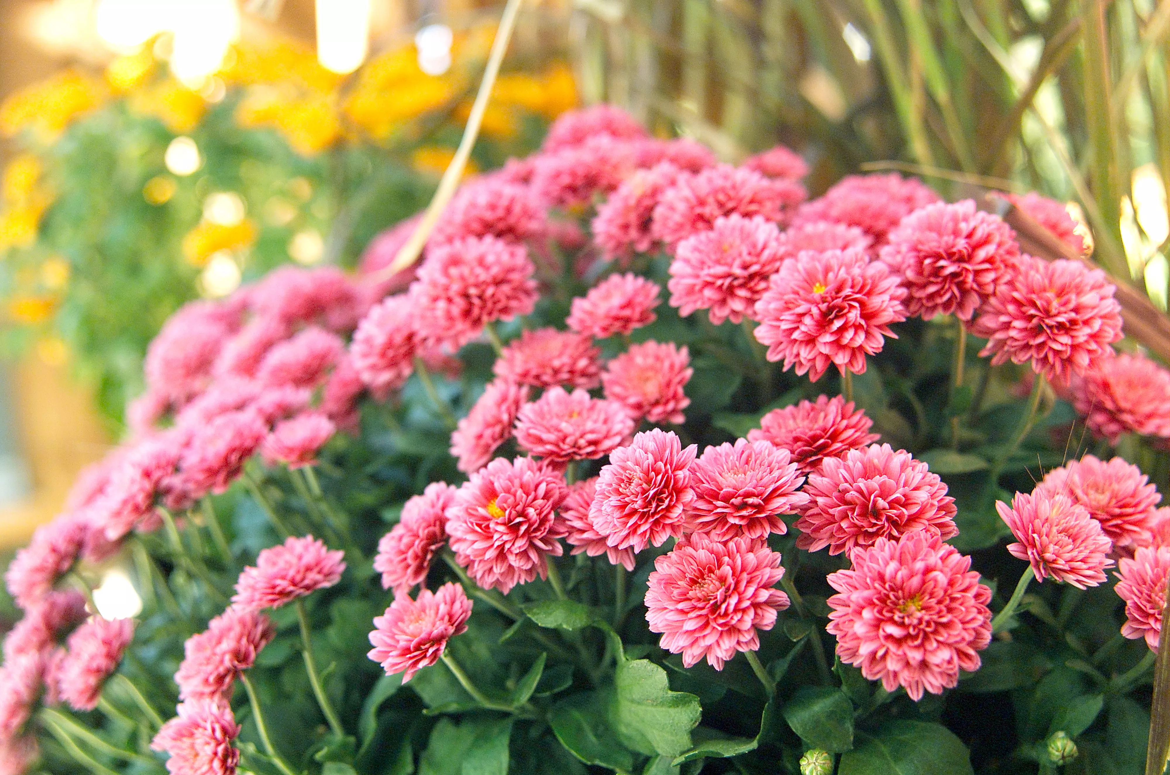 pink mums