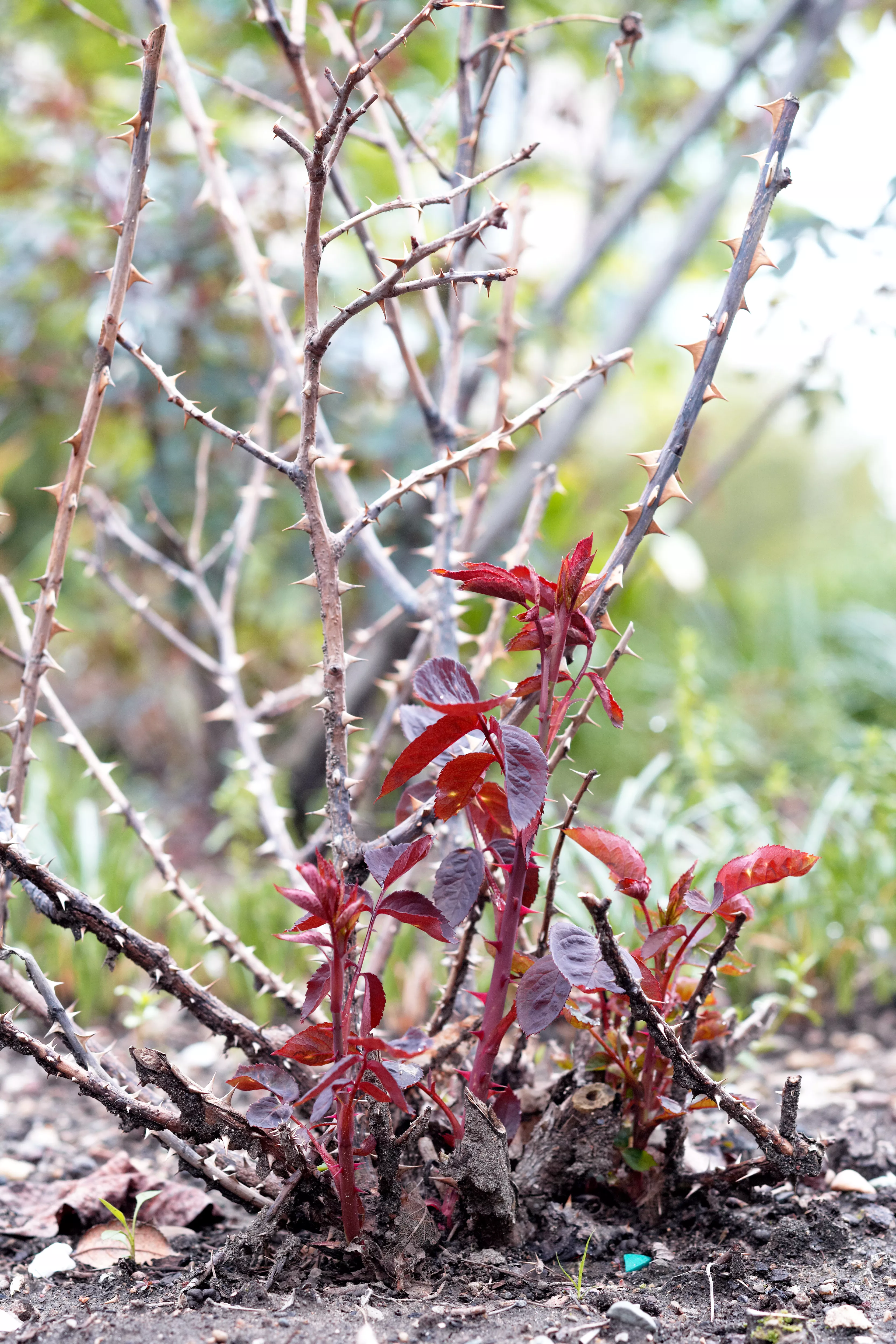 new foliage and dead canes of rose in early spring