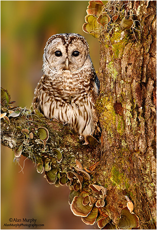 Barred Owl by Alan Murphy ©