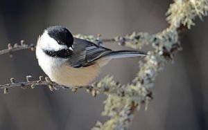 Black-capped chickadee