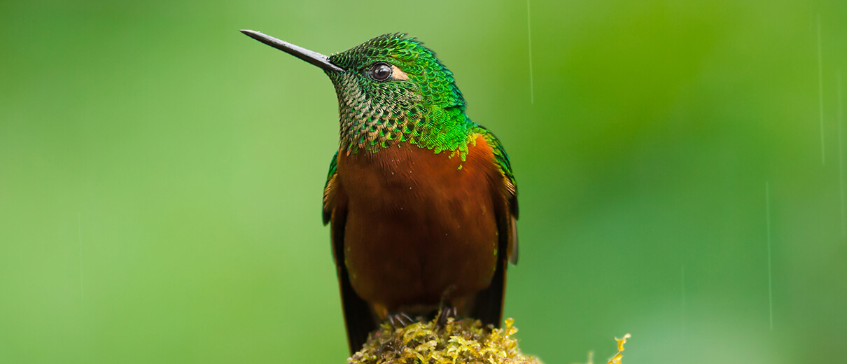 Hummingbird conservation