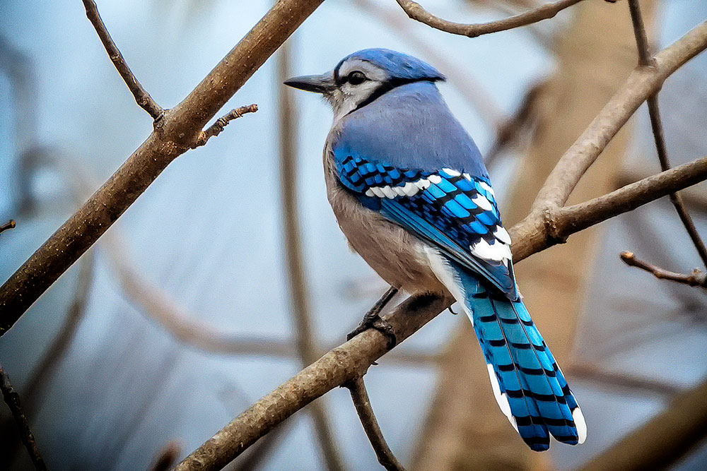 Blue Jay Colorful Bird